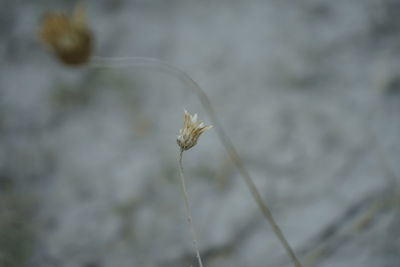 Close-up of wilted flower