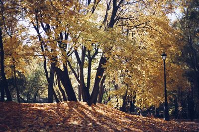 Trees in forest during autumn