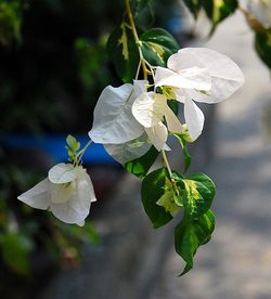 Close-up of white flowers blooming outdoors