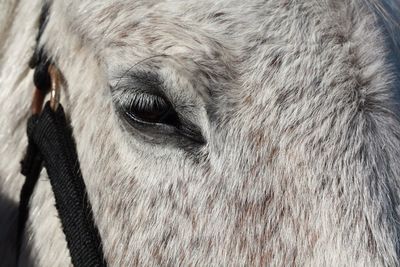 Close-up of a horse