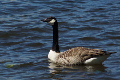 Swan swimming in lake