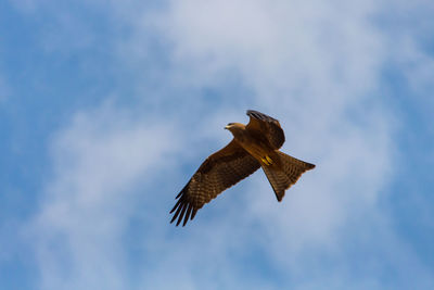 Low angle view of eagle flying against sky