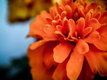 Close-up of orange flowers