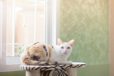 Portrait of cat in basket at home