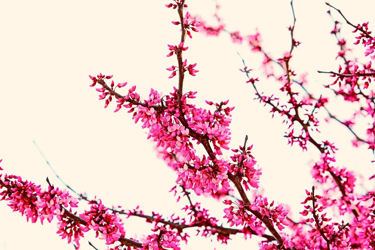 LOW ANGLE VIEW OF PINK CHERRY BLOSSOM AGAINST SKY