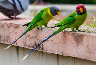 Close-up of parrot perching on wall