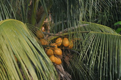 Close-up of coconut tree