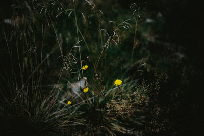 Close-up of yellow flowering plants on field