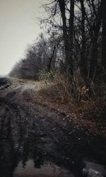 Bare trees in forest during winter