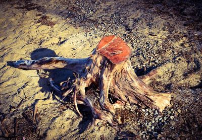 High angle view of driftwood on field in forest