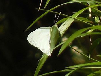 Close-up of plant