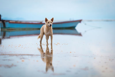 Dog on beach