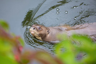 Close-up of turtle swimming in lake