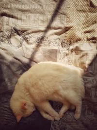 Close-up of cat sleeping