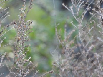 Close-up of flowering plant on land