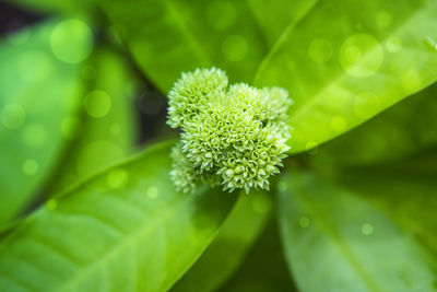 Close-up of white flowering plant