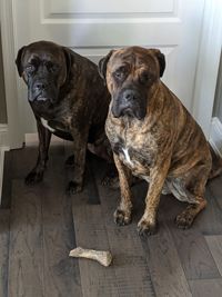 Portrait of dog sitting on floor at home