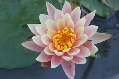 Close-up of pink water lily in lake