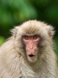 Portrait of a monkey
