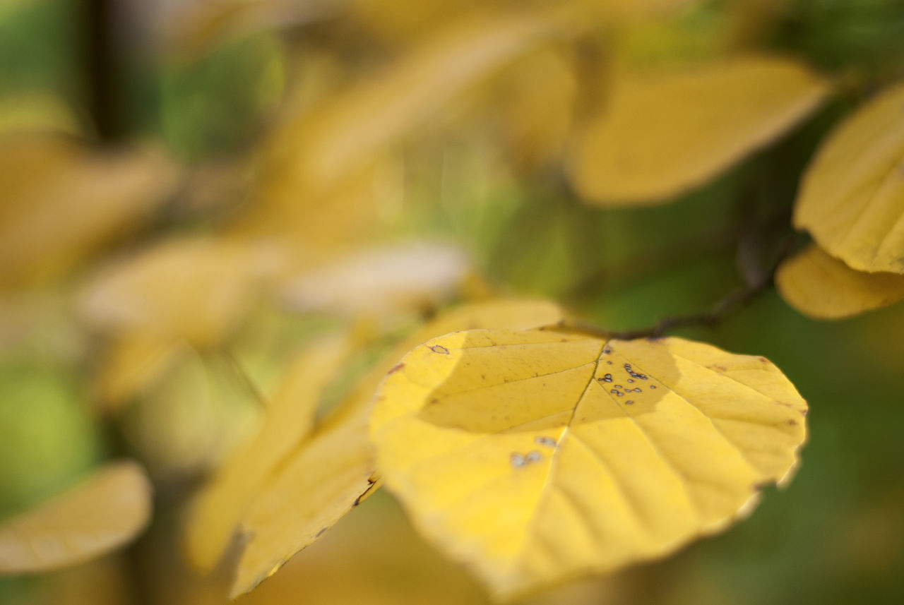 plant part, leaf, yellow, plant, close-up, beauty in nature, selective focus, autumn, nature, leaves, no people, change, day, growth, vulnerability, fragility, outdoors, green color, leaf vein, freshness, autumn collection, natural condition