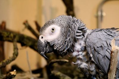 Close-up of parrot perching