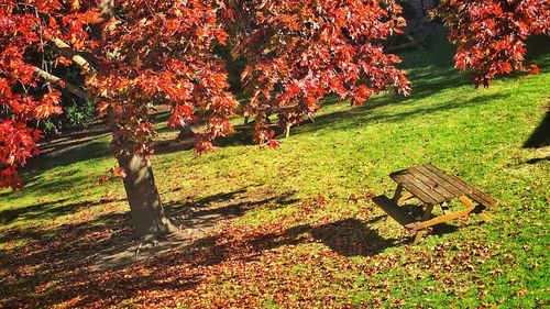 Trees on grassy field in park