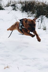 Staffordshire bull terrier jumping over snow covered field