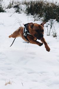 Dog standing on snow covered field