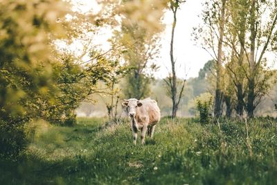 Cow standing on grassy field