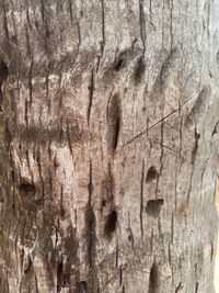 Close-up of tree trunk