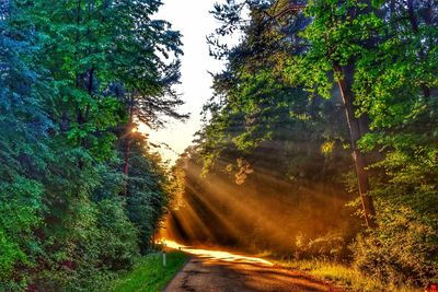 Road amidst trees in forest against sky