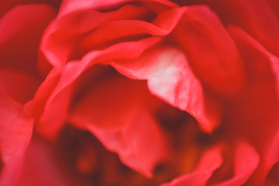 Full frame shot of red rose