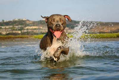 Portrait of dog running in water