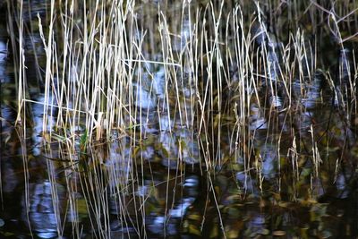 Full frame shot of plants in lake