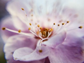Close-up of cherry blossom