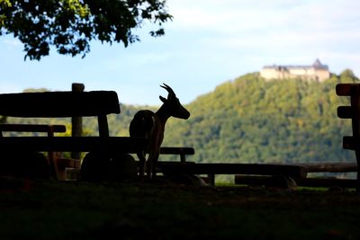 Horse sitting on field against sky