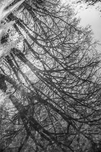 Low angle view of bare tree against sky