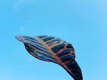 Low angle view of butterfly against blue sky