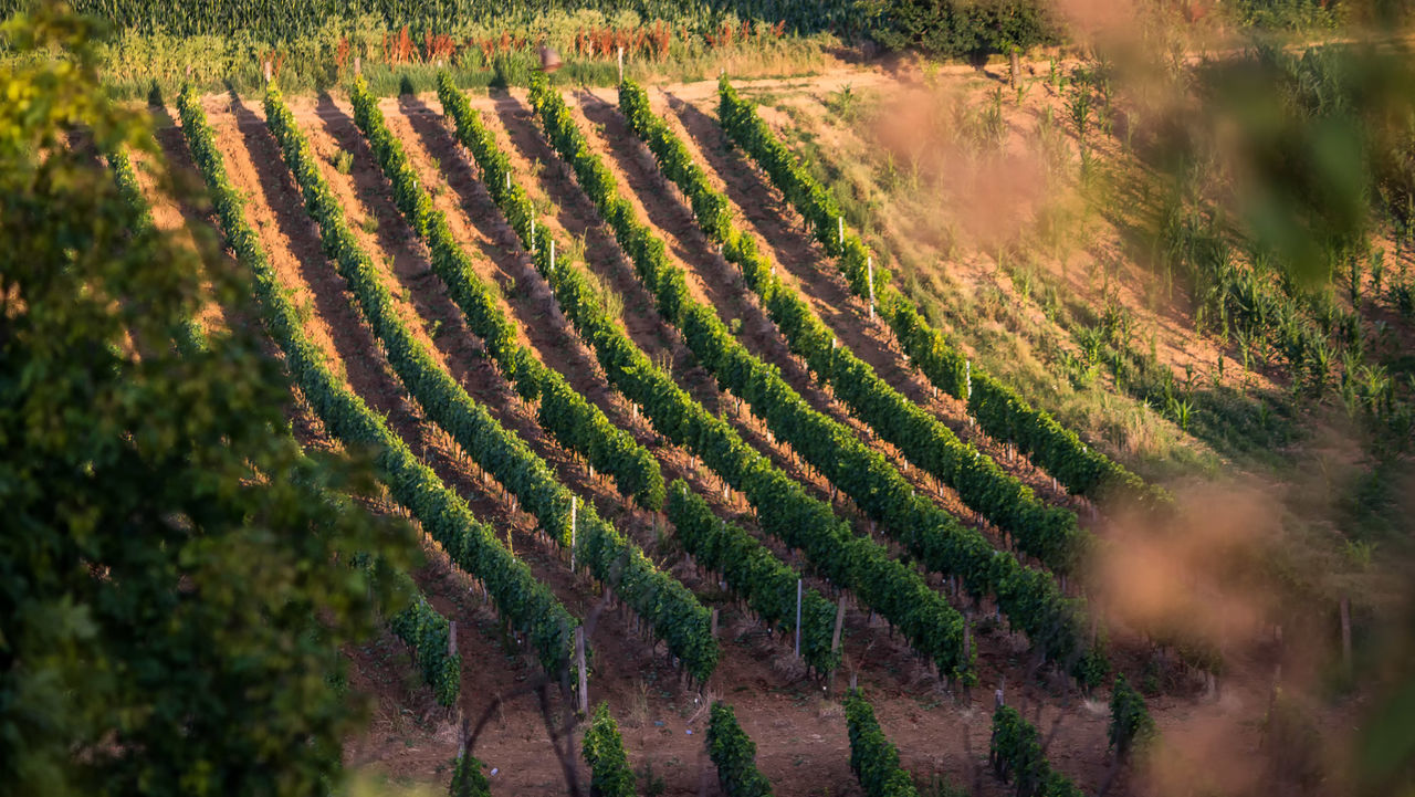 HIGH ANGLE VIEW OF VINEYARD AGAINST PLANTS