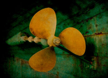 Close-up of mushroom growing on wood