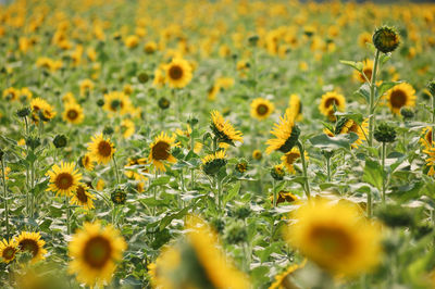 Close-up of yellow flowering plants on field