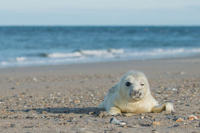 View of sheep on beach