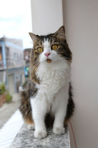 Close-up portrait of cat looking at camera