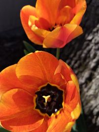 Close-up of orange flower