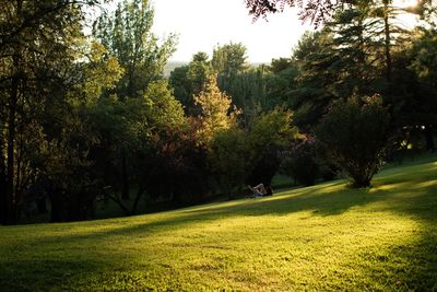 Trees in park