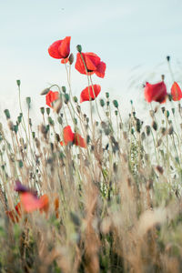 Close-up of red poppy flowers on field