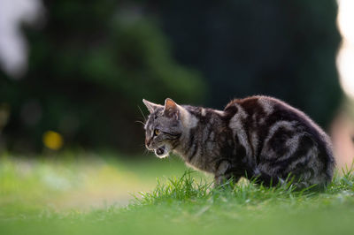 Cat lying on a field