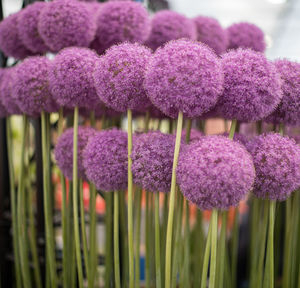 Close-up of purple flowering plants allium 
