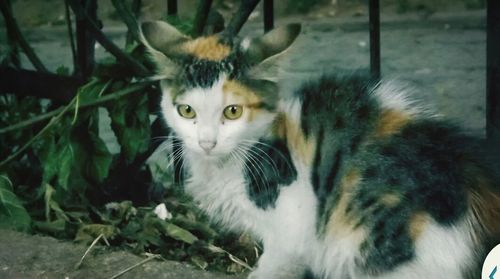 Portrait of cat