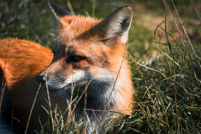 Close-up of fox on field